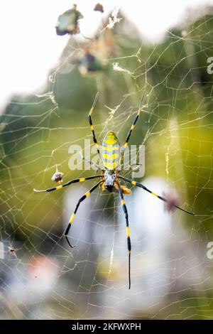 Bellissimo ragno giapponese giallo joro in primo piano Foto Stock