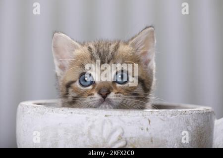 British Shorthair Kitten Foto Stock