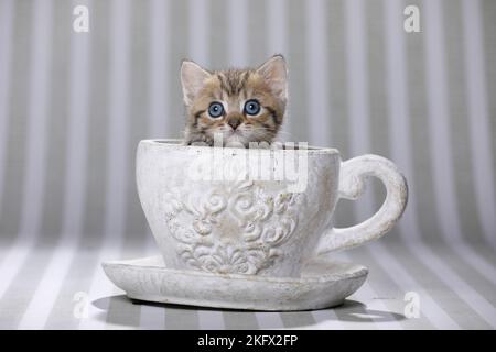 British Shorthair Kitten Foto Stock