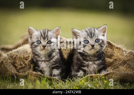 British Shorthair Kitten Foto Stock