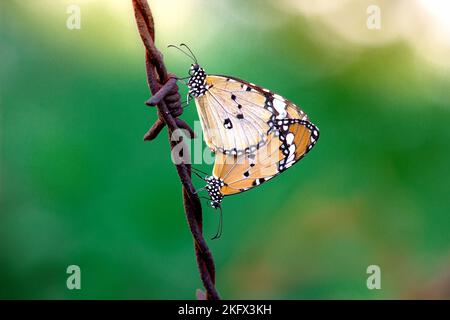 La tigre normale (Danaus chrysippus) farfalle che si accoppiano sul filo di recinzione in natura durante la primavera Foto Stock