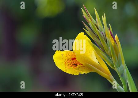 Canna indica fiore o Indian Shoot, nel giardino con un bel morbido bello Foto Stock