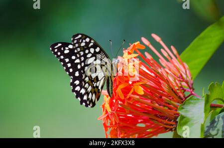 La macro immagine di Papilio demoleo è una comune farfalla di calce e diffusa coda di rondine conosciuta anche come la farfalla di limone che riposa sulla pianta floreale Foto Stock