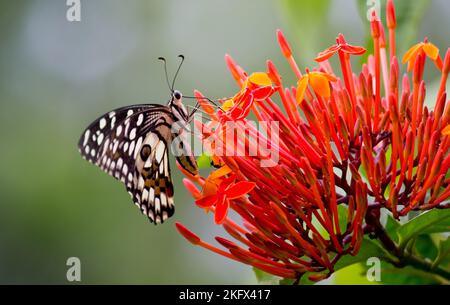 La macro immagine di Papilio demoleo è una comune farfalla di calce e diffusa coda di rondine conosciuta anche come la farfalla di limone che riposa sulla pianta floreale Foto Stock