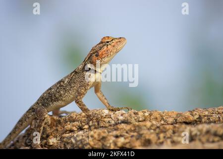 La roccia peninsulare agama o roccia dell'India meridionale agama mimetizzazione sulla roccia con un bel fondo verde tenue Foto Stock