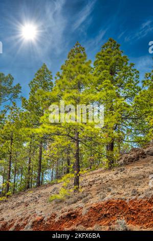 Pini delle Canarie, pinus canariensis nella Corona Forestal Natura Park, Tenerife, Isole Canarie Foto Stock