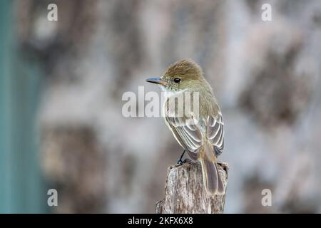 Myiarchus magnirostris, Galápagos flycatcher, su una filiale, Santa Cruz, Isole Galapagos Foto Stock