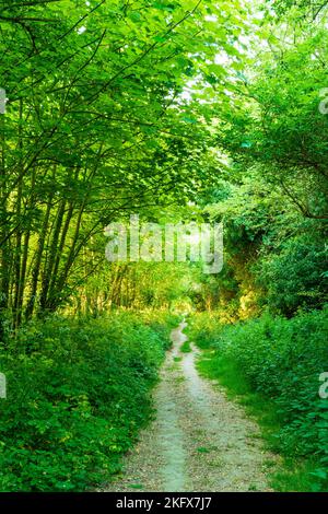 Piccola pista di ghiaia e fango attraverso alberi e sottobosco durante la primavera con vivaci colori verdi nella campagna del kent in Inghilterra. Foto Stock