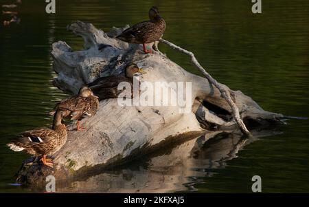 Quattro anatre allineate e arroccate su un grande tronco in un lago. Foto Stock