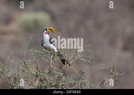 Orbilla con fattura gialla orientale (Tockus flavirostris). Maschio, con cerotto rosa della gola. Foto Stock