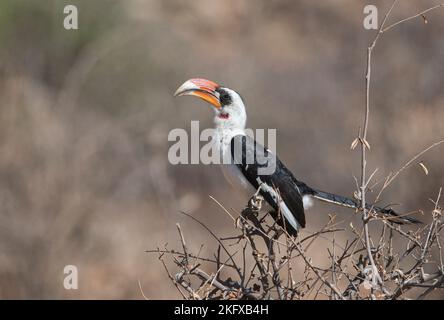 Becco di von der Decken (Tockus deckeni), maschio adulto Foto Stock