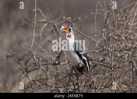 Becco di von der Decken (Tockus deckeni), maschio adulto Foto Stock