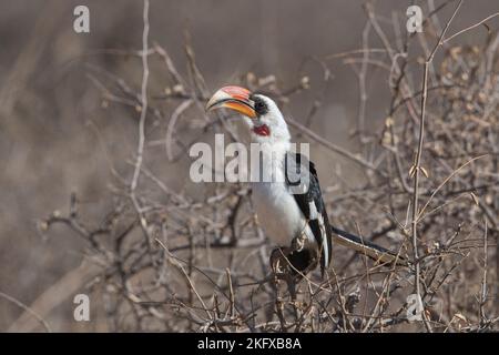 Becco di von der Decken (Tockus deckeni), maschio adulto Foto Stock