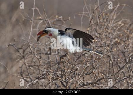 Becco di von der Decken (Tockus deckeni), maschio adulto Foto Stock