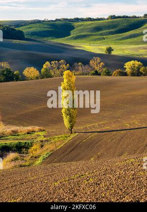 Un pioppo in un campo arato in Valdorcia vicino Pienza, Toscana in una soleggiata giornata autunnale. Foto Stock