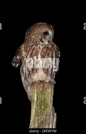 Gufo bruno (Strix aluco) fotografato di notte in campagna Foto Stock
