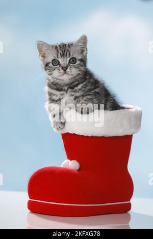 Gattino britannico Shortait Foto Stock