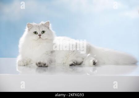 Lying British Longhair Foto Stock