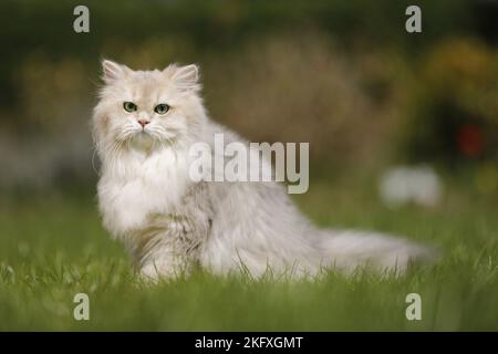 British Longhair Foto Stock