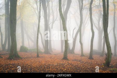 I faggi spogliati del loro fogliame autunnale dall'imminente inverno svaniscono nella fitta nebbia in una tarda mattinata autunnale nel parco della foresta di Chevin. Foto Stock