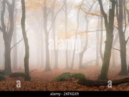 I faggi spogliati del loro fogliame autunnale dall'imminente inverno svaniscono nella fitta nebbia in una tarda mattinata autunnale nel parco della foresta di Chevin. Foto Stock