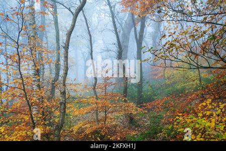 Un tumulto di colore autunnale incornicia una scena boschiva nel parco della foresta di Chevin durante l'ora blu prima dell'alba in una mattina di autunno nebbia. Foto Stock