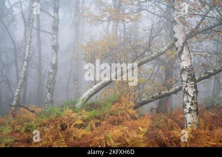 Il sottobosco rapidamente rivendica la betulla d'argento caduta in una caotica scena boschiva su Otley Chevin, con il paesaggio avvolto in fitta nebbia. Foto Stock