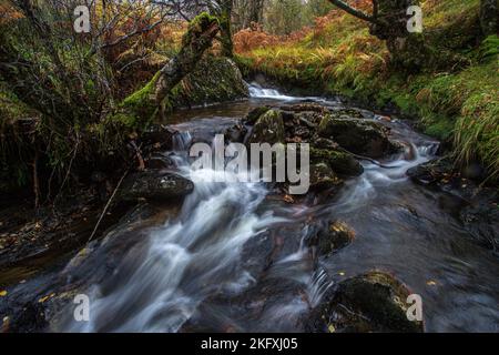 Torrente a Loch Lomond e al Trossachs National Park, Scozia centrale Foto Stock