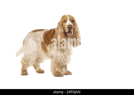 English Cocker Spaniel davanti a uno sfondo bianco Foto Stock