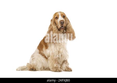 English Cocker Spaniel davanti a uno sfondo bianco Foto Stock