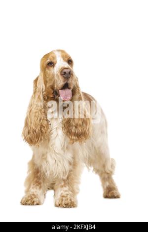 English Cocker Spaniel davanti a uno sfondo bianco Foto Stock