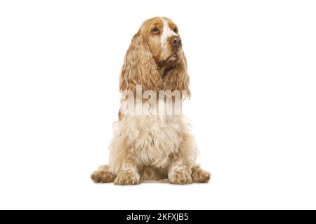 English Cocker Spaniel davanti a uno sfondo bianco Foto Stock