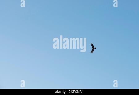 Un giovane australiano Mazza (Gymnorhina tibicen) in volo a Sydney, NSW, Australia (Foto di Tara Chand Malhotra) Foto Stock