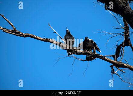 Due Magpies australiani (Gymnorhina tibicen) che si aggirano su un albero a Sydney, NSW, Australia (Foto di Tara Chand Malhotra) Foto Stock