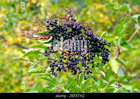 Anziano, Elderflower o Elderberry (sambucus nigra), primo piano di un grande spruzzo di frutti neri maturi o bacche appese sull'albero o sull'arbusto. Foto Stock