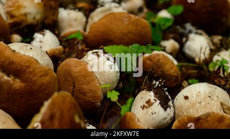 Funghi raccolti e disposti in filari su foglie e erba nel bosco, raccolta funghi nel bosco, funghi porcini commestibili. Foto Stock