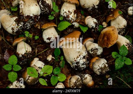 Funghi raccolti e disposti in filari su foglie e erba nel bosco, raccolta funghi nel bosco, funghi porcini commestibili. Foto Stock