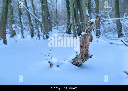 vecchio legno deputrescibile che si stacca dalla copertura di neve, bel paesaggio invernale blu Foto Stock