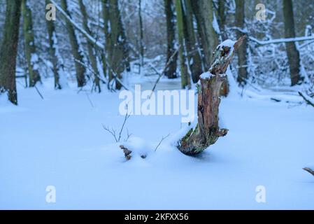 vecchio legno deputrescibile che si stacca dalla copertura di neve, bel paesaggio invernale blu Foto Stock