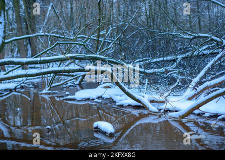 fallen small trees lying in the water, winter time, snow and ice Foto Stock