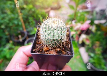 Cactus a botte d'oro nel vaso quadrato di plastica nera sulla mano con un giardino fiorito sfondo sfocato Foto Stock