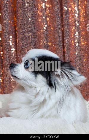 Chihuahua a capelli lunghi bianchi e neri che si posa in un letto a pelliccia bianca contro tendaggi con paillettes in oro rosa. Studio ritratto di un piccolo cane di fronte a un luminoso Foto Stock