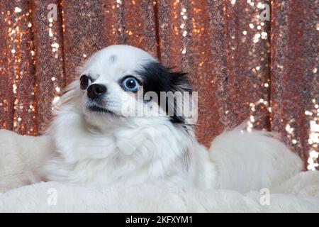 Chihuahua a capelli lunghi bianchi e neri che si posa in un letto a pelliccia bianca contro tendaggi con paillettes in oro rosa. Studio ritratto di un piccolo cane di fronte a un luminoso Foto Stock