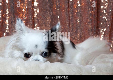 Chihuahua a capelli lunghi bianchi e neri che si posa in un letto a pelliccia bianca contro tendaggi con paillettes in oro rosa. Studio ritratto di un piccolo cane di fronte a un luminoso Foto Stock