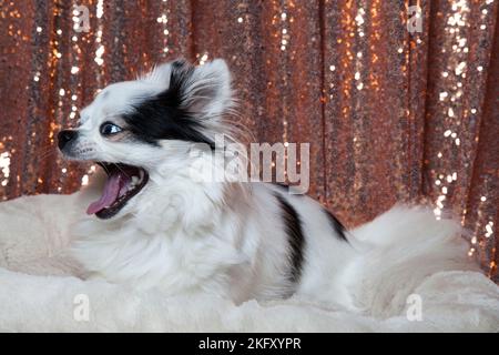 Chihuahua a capelli lunghi bianchi e neri che si posa in un letto a pelliccia bianca contro tendaggi con paillettes in oro rosa. Studio ritratto di un piccolo cane di fronte a un luminoso Foto Stock