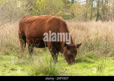 Mucca rossa del Sussex, razza bovina, pascolo in campo in Hampshire, Inghilterra, Regno Unito Foto Stock