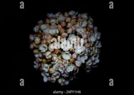 Un primo piano di Symphoricarpos Albus bianco isolato su uno sfondo nero Foto Stock