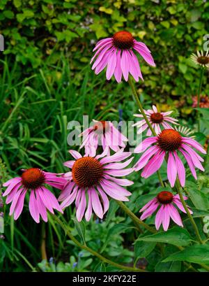 Splendidi grandi fiori di porpora o Echinacea purpurea in una bella giornata estiva ad Augusta, Baviera, Germania Foto Stock