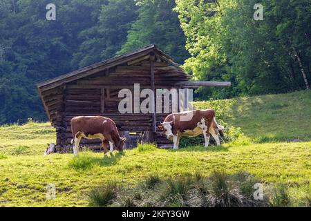 Capanna di pastori abbandonata e fatiscente con due mucche che che pascolano di fronte ad essa, sul versante della montagna in Svizzera. Foto Stock