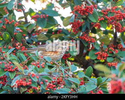 Redwing mangiare frutti di bosco di Rohan in Urban Garden Foto Stock